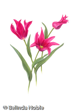 Tulipa Mariette.